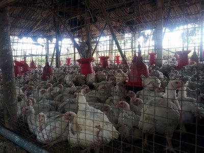 हरियाणा में अभी तक 4 लाख से अधिक पोल्ट्री पक्षियों की मौत