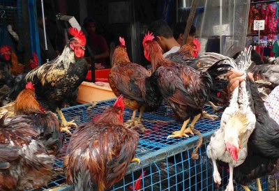 मप्र में बर्डफ्लू का बढ़ता दायरा चिंताजनक