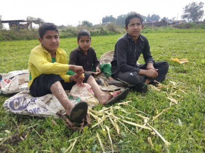 इस बार बमबारी के डर के बिना फसल काट रहा जम्मू-कश्मीर का सीमावर्ती गांव