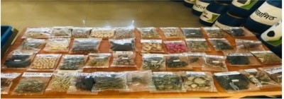 महाराष्ट्र के आदिवासी स्टार्टअप ने 1.5 साल में 18.50 लाख की गिलोय बेची
