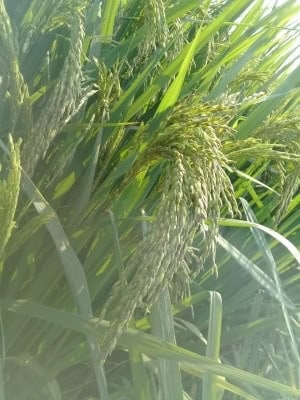 चक्रवात यास से भारतीय चावल उत्पादकों को मिली मदद